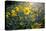 A Field Of Yellow Daisy Like Flowers Backlit By The Sun-Karine Aigner-Premier Image Canvas