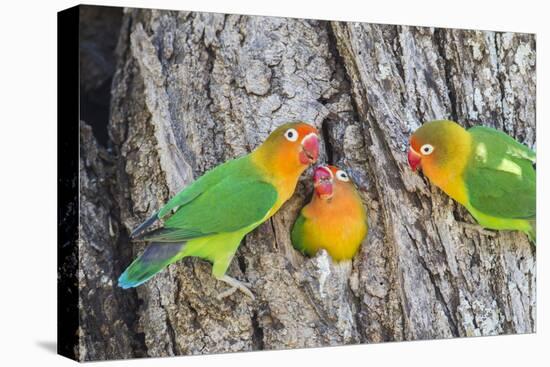 A Fischer's Lovebird Feeds its Mate in a Nest. Ngorongoro, Tanzania-James Heupel-Premier Image Canvas