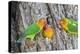 A Fischer's Lovebird Feeds its Mate in a Nest. Ngorongoro, Tanzania-James Heupel-Premier Image Canvas