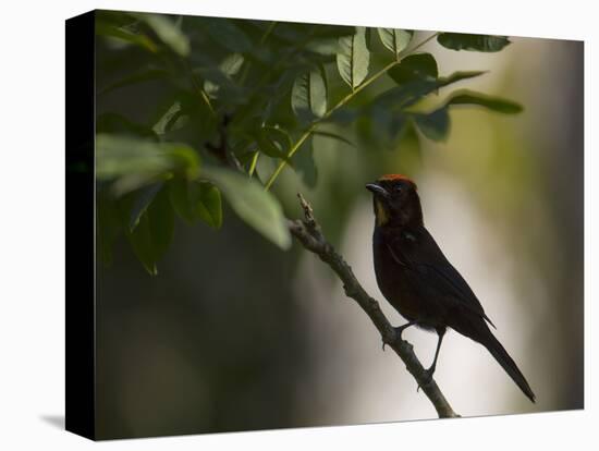 A Flame-Crested Tanager, Tachyphonus Cristatus, Sits on a Branch in the Atlantic Rainforest-Alex Saberi-Premier Image Canvas