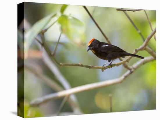 A Flame-Crested Tanager, Tachyphonus Cristatus, Sits on a Branch in the Atlantic Rainforest-Alex Saberi-Premier Image Canvas