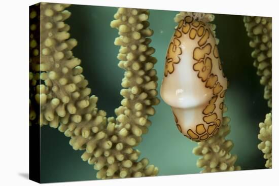 A Flamingo Tongue Snail Climbs across Soft Coral in Underwater Macro Photo, Bahamas-James White-Premier Image Canvas