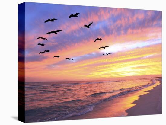 A Flock of Brown Pelicans Fly over the Beach as the Sun Sets-Steve Bower-Premier Image Canvas