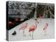 A Flock of Caribbean Flamingos Stand Together-null-Premier Image Canvas