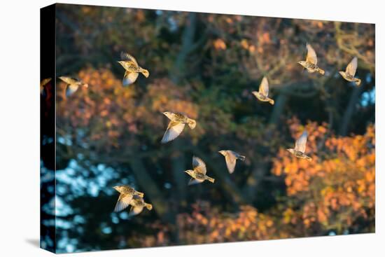 A Flock of Common Starlings, Sturnus Vulgaris, in Sunset Flight with Autumn Colored Trees-Alex Saberi-Premier Image Canvas