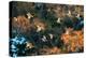 A Flock of Common Starlings, Sturnus Vulgaris, in Sunset Flight with Autumn Colored Trees-Alex Saberi-Premier Image Canvas