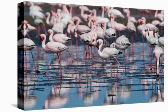 A Flock of Greater Flamingos Near Walvis Bay, Namibia-Alex Saberi-Premier Image Canvas