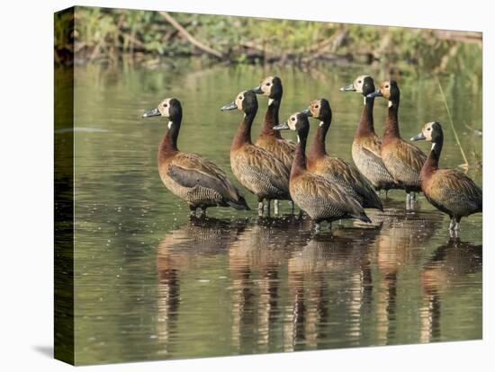 A flock of white-faced whistling ducks (Dendrocygna viduata), Zambezi River-Michael Nolan-Premier Image Canvas