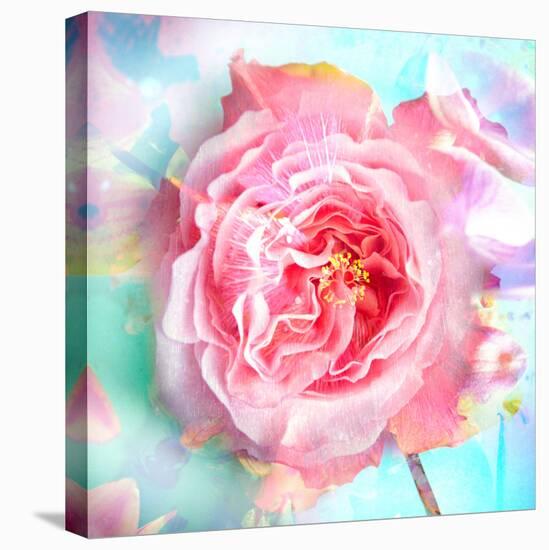 A Floral Montage of a Mallow and a Rose in Powerful Pastels, Photograph, Layer Work-Alaya Gadeh-Premier Image Canvas