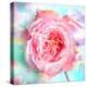 A Floral Montage of a Mallow and a Rose in Powerful Pastels, Photograph, Layer Work-Alaya Gadeh-Premier Image Canvas