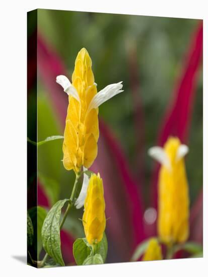 A Flower Blooms in Anton El Valle, Panama-William Sutton-Premier Image Canvas