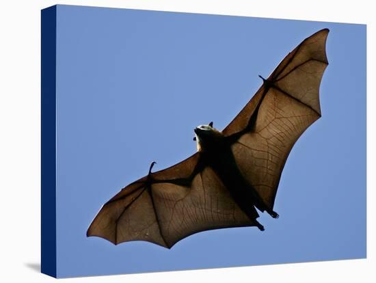 A Flying Fox Soars Above the Trees-null-Premier Image Canvas