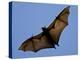 A Flying Fox Soars Above the Trees-null-Premier Image Canvas