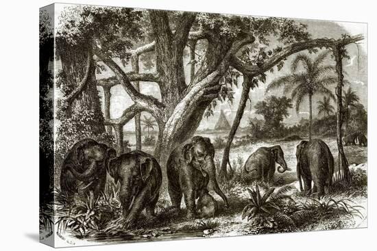 A Forest in Ceylon-English-Premier Image Canvas