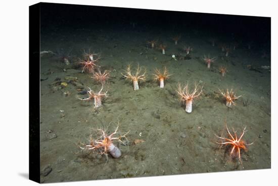 A Forest of Sea Cucumbers (Psolus Phantapus) Feeding, Extended Upward in a Scottish Sea Loch, UK-Alex Mustard-Premier Image Canvas