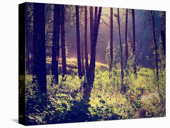 A Forest with the Sun Shining Through-graphicphoto-Premier Image Canvas