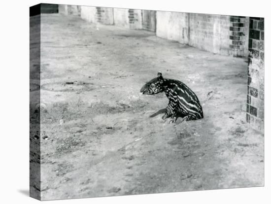 A Four Day Old Malayan Tapir at London Zoo, July 1921-Frederick William Bond-Premier Image Canvas