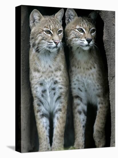 A Four-Year-Old Female Bobcat-null-Premier Image Canvas