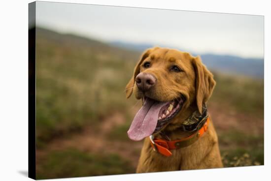 A Fox-Red Pointing Labrador Pants On A Hot Day In Idaho-Hannah Dewey-Stretched Canvas