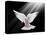 A Free Flying White Dove Isolated On A Black Background-Irochka-Stretched Canvas