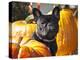 A French Bulldog Sitting Between a Row of Pumpkins-Zandria Muench Beraldo-Premier Image Canvas