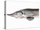 A Fresh Sturgeon-Ulrike Koeb-Premier Image Canvas