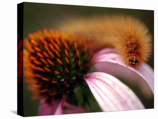A Fuzzy Caterpillar Inches Along the Top of a Purple Coneflower-null-Premier Image Canvas