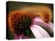 A Fuzzy Caterpillar Inches Along the Top of a Purple Coneflower-null-Premier Image Canvas