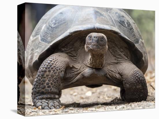 A Galapagos giant tortoise (Chelonoidis spp) in Urbina Bay, Isabela Island, Galapagos, Ecuador-Michael Nolan-Premier Image Canvas