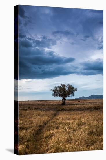 A Game Trail Leads To A Lone Tree Near The Great Salt Lake, Utah-Lindsay Daniels-Stretched Canvas