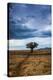 A Game Trail Leads To A Lone Tree Near The Great Salt Lake, Utah-Lindsay Daniels-Stretched Canvas