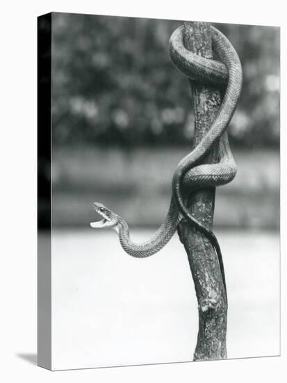 A Gaping Texas Rat Snake Coiled around a Vertical Branch at London Zoo in August 1928 (B/W Photo)-Frederick William Bond-Premier Image Canvas