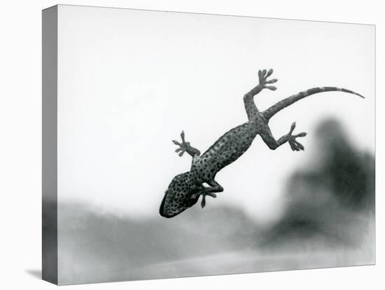 A Gecko Seen from below as it Climbs on Glass, Showing its Specialized Foot Pads, London Zoo, Augus-Frederick William Bond-Premier Image Canvas