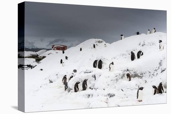 A Gentoo penguin colony (Pygoscelis papua) near Groussac Argentinian hut, Petermann Island, Antarct-Sergio Pitamitz-Premier Image Canvas