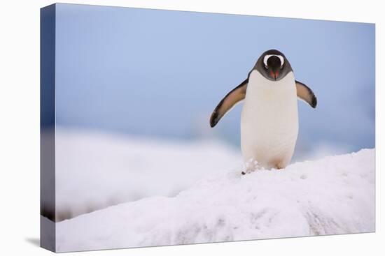 A gentoo penguin (Pygoscelis papua), Petermann Island, Antarctica, Polar Regions-Sergio Pitamitz-Premier Image Canvas