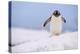 A gentoo penguin (Pygoscelis papua), Petermann Island, Antarctica, Polar Regions-Sergio Pitamitz-Premier Image Canvas
