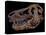 A Genuine Fossilized Skull of a T. Rex-Stocktrek Images-Premier Image Canvas