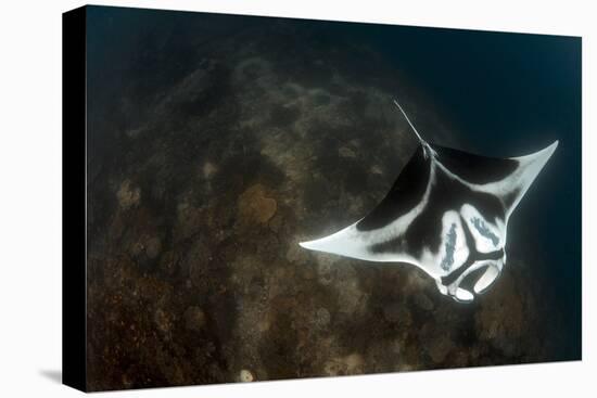 A Giant Oceanic Manta Ray with Distinct Markings, Topside View-null-Premier Image Canvas