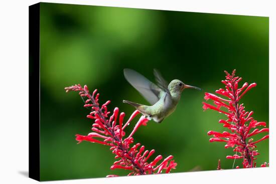 A Gilded Hummingbird Feeds from a Odontonema Tubaeforme Flower-Alex Saberi-Premier Image Canvas