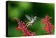 A Gilded Hummingbird Feeds from a Odontonema Tubaeforme Flower-Alex Saberi-Premier Image Canvas