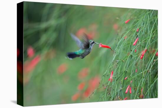 A Gilded Hummingbird, Hylocharis Chrysura, Feeds Mid Air on a Red Flower in Bonito, Brazil-Alex Saberi-Premier Image Canvas