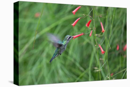 A Gilded Hummingbird, Hylocharis Chrysura, Feeds Mid Air on a Red Flower in Bonito, Brazil-Alex Saberi-Premier Image Canvas