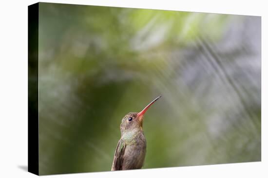 A Gilded Hummingbird Waits on a Branch in a Jungle-Alex Saberi-Premier Image Canvas