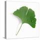 A Ginkgo Leaf with Drops of Water-Alexander Feig-Premier Image Canvas
