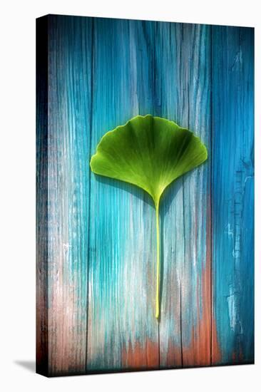 A Ginkgo Leaf-Philippe Sainte-Laudy-Premier Image Canvas