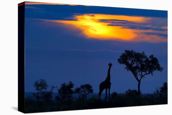 A Giraffe At Sunset-Mario Moreno-Premier Image Canvas