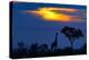 A Giraffe At Sunset-Mario Moreno-Premier Image Canvas