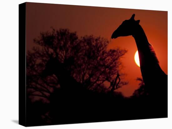 A Giraffe Head Silhouetted in Front of the Setting Sun.-Karine Aigner-Premier Image Canvas