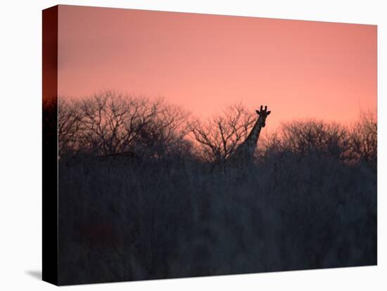 A Giraffe Peeks Out over Treetops at Sunset-Alex Saberi-Premier Image Canvas