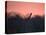 A Giraffe Peeks Out over Treetops at Sunset-Alex Saberi-Premier Image Canvas